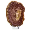 Natürliches poliertes versteinertes Holz - 0