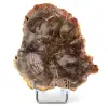 Natürliches versteinertes Holz - 0