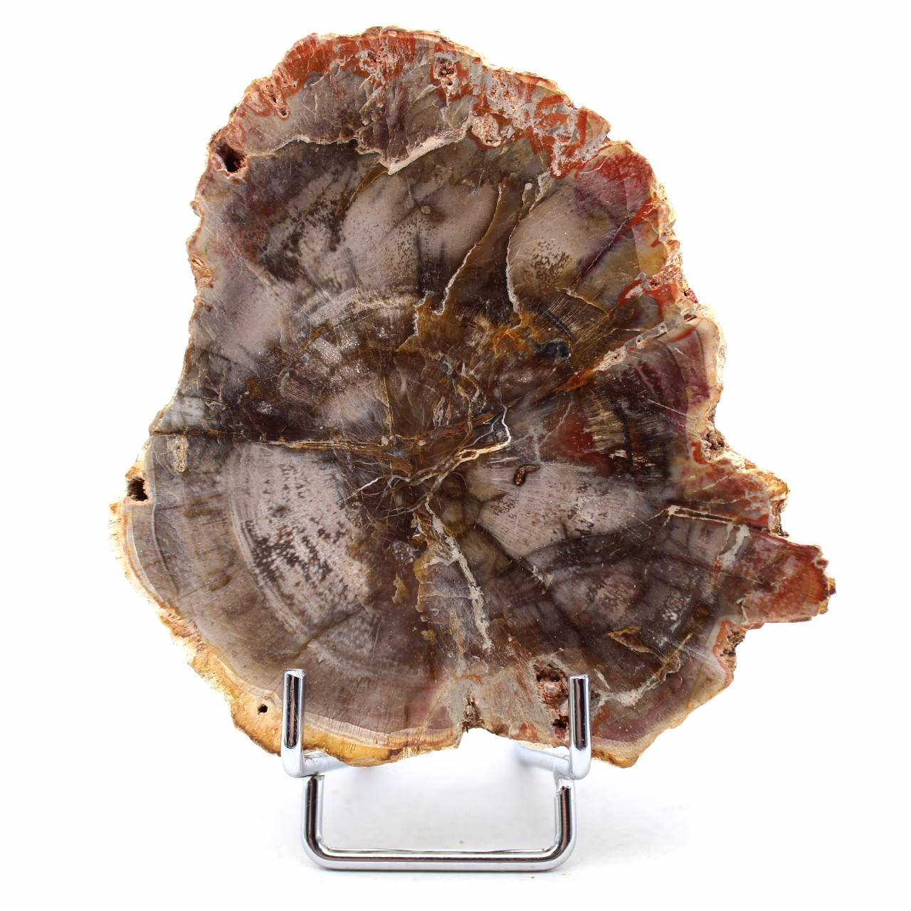 Natürliches versteinertes Holz