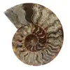 Einteiliges ammonitenfossil - 0
