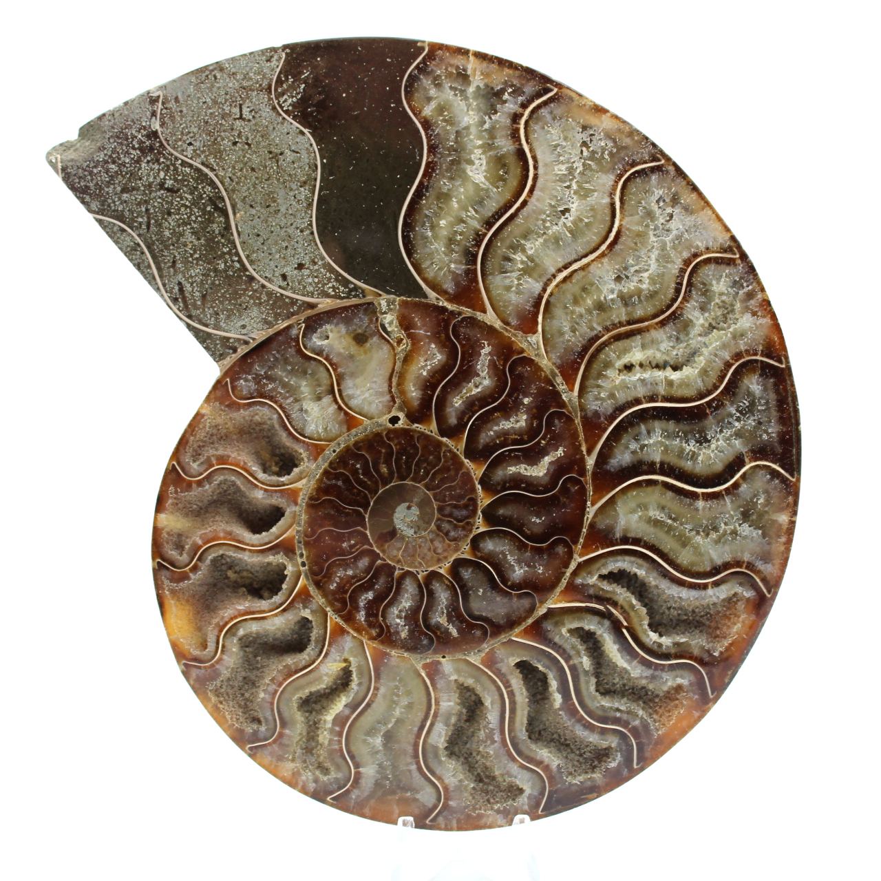 Einteiliges ammonitenfossil
