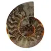 Ammonit aus madagaskar - 0