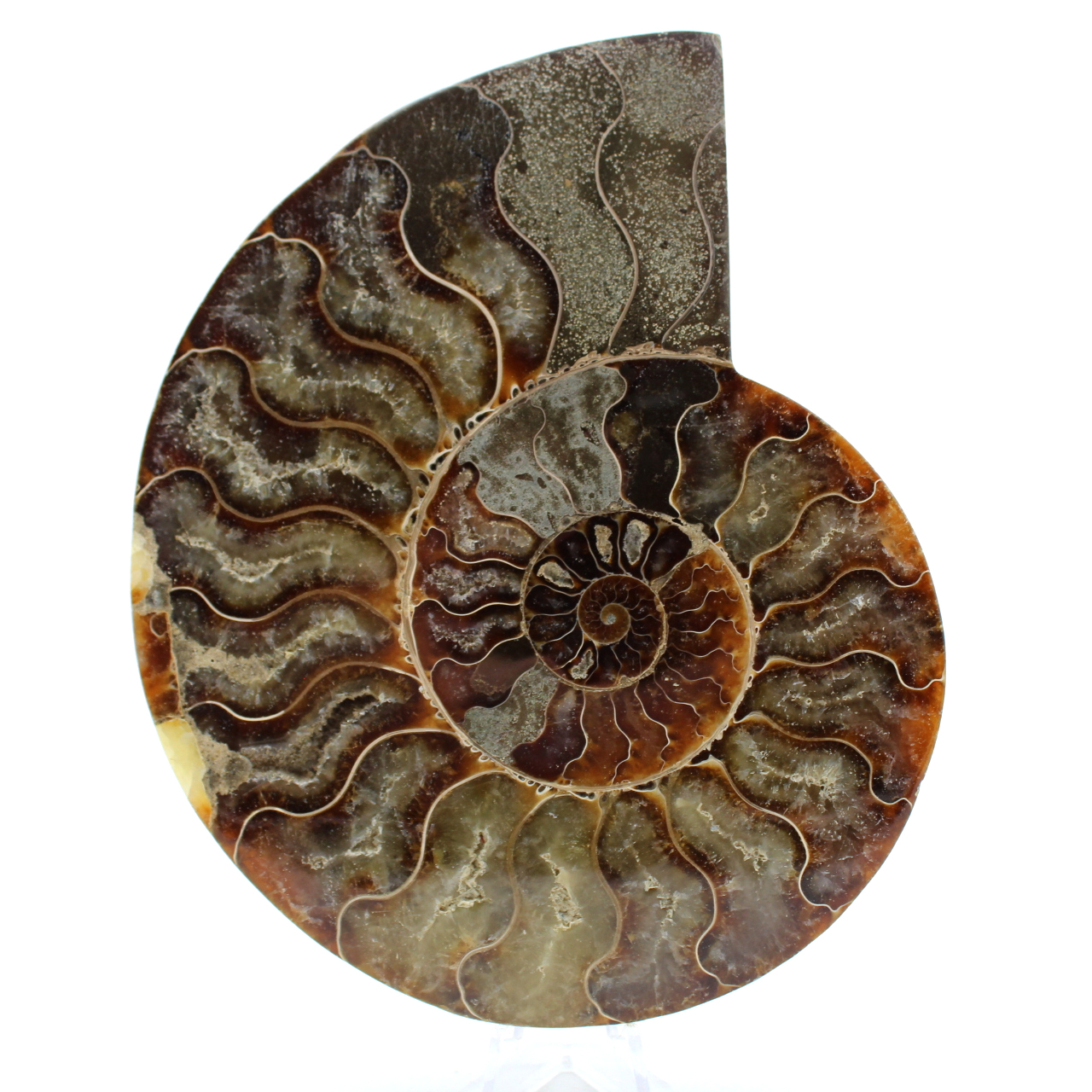 Ammonit aus madagaskar