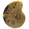 Natürlicher ammonit aus madagaskar - 0