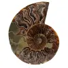 Poliertes ammonitenfossil - 0