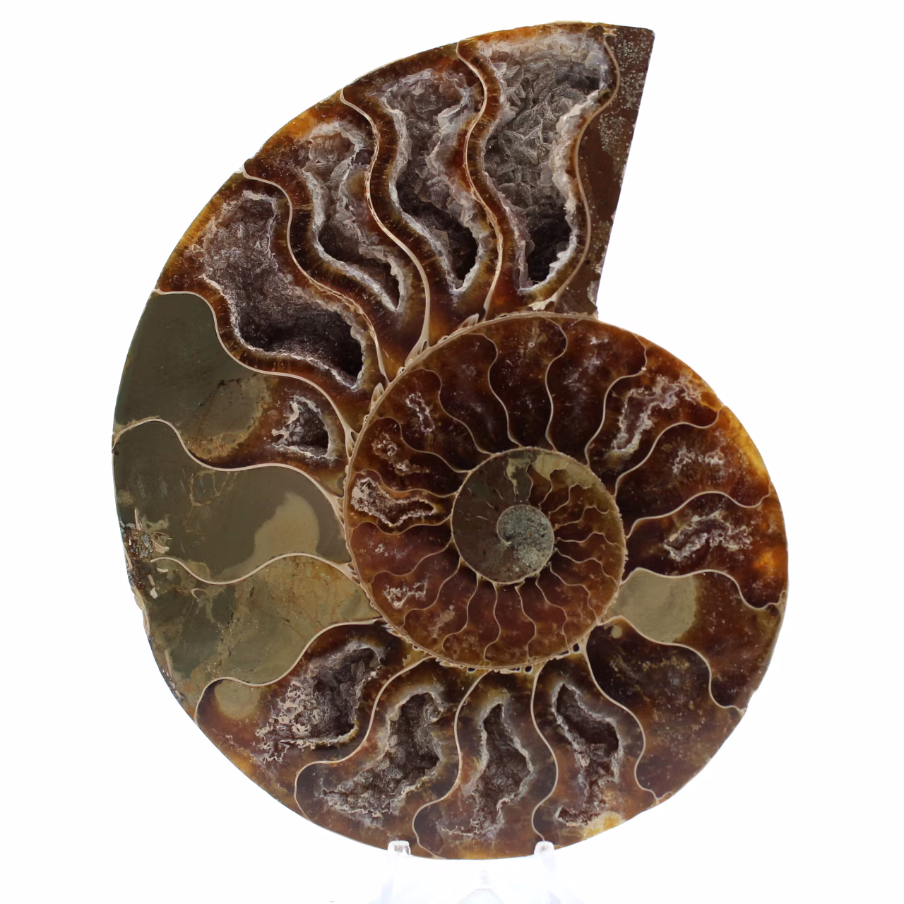 Poliertes ammonitenfossil