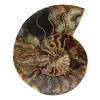 Fossiler polierter natürlicher ammonit - 0