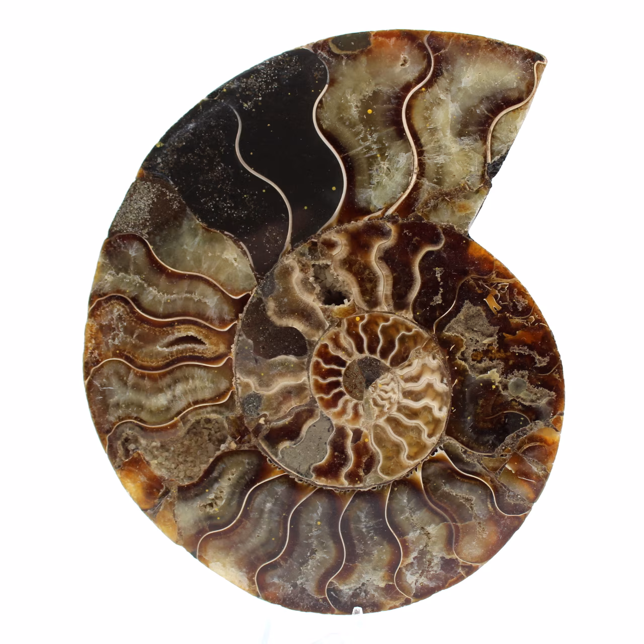 Fossiler polierter natürlicher ammonit