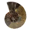 Polierter ammonit - 0