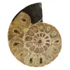 Einteiliges ammonitenfossil - 0