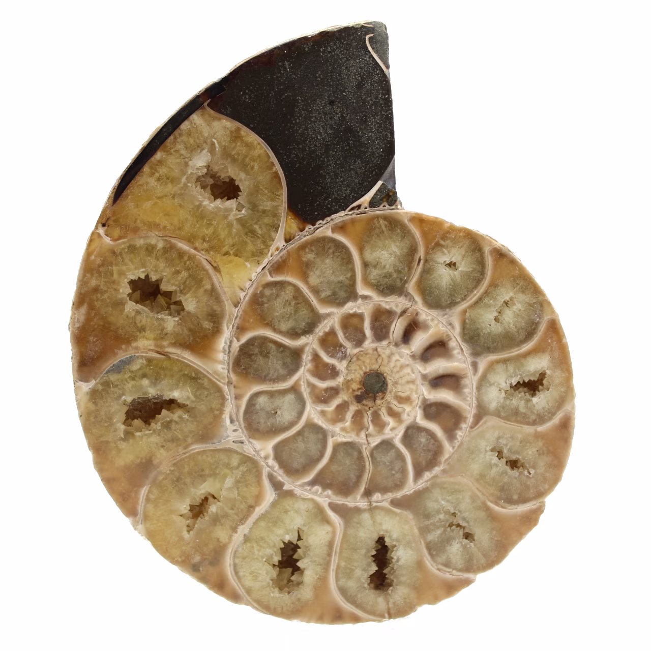 Einteiliges ammonitenfossil