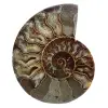 Fossiler ammonit aus madagaskar - 0