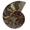 Natürlicher ammonit aus madagaskar - 0