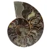 Poliertes ammonitenfossil - 0