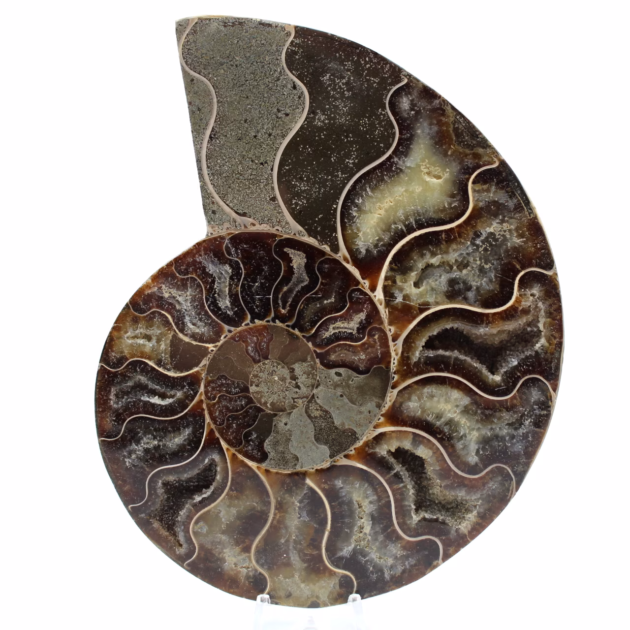 Poliertes ammonitenfossil