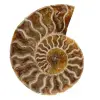 Polierter ammonit aus madagaskar - 0