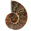 Einteiliges ammonitenfossil - 0