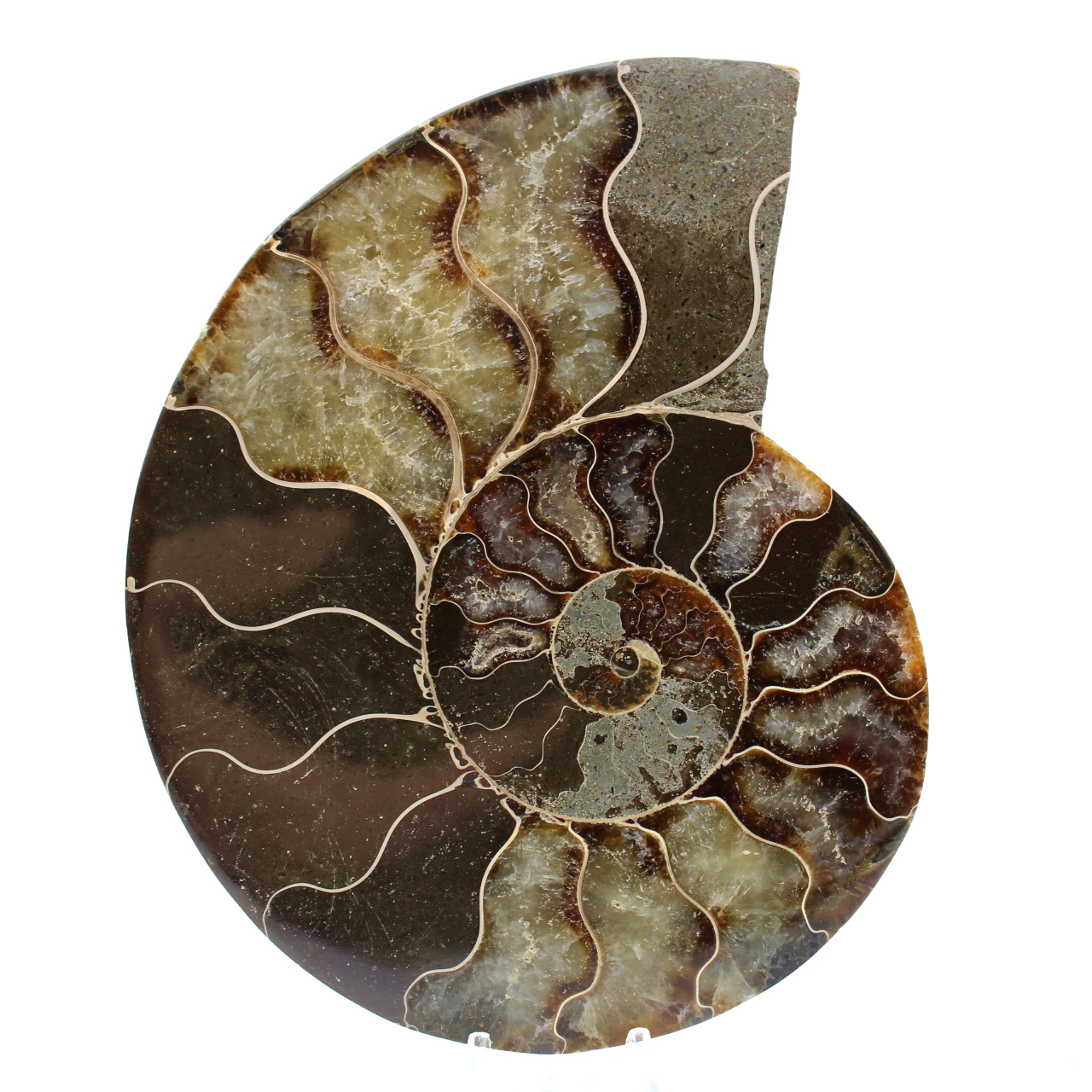 Ammonit aus madagaskar