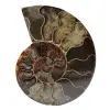 Fossiler ammonit aus madagaskar - 0