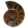 Polierter ammonit aus madagaskar - 0