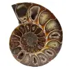 Einteiliges ammonitenfossil - 0