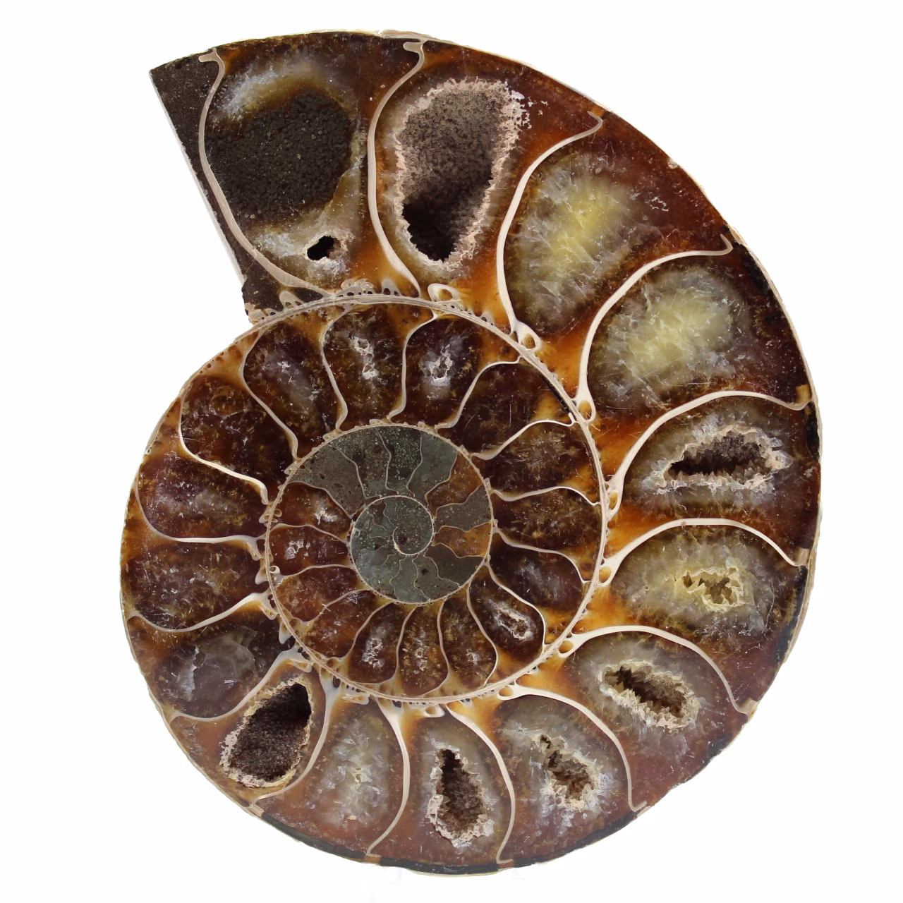 Einteiliges ammonitenfossil
