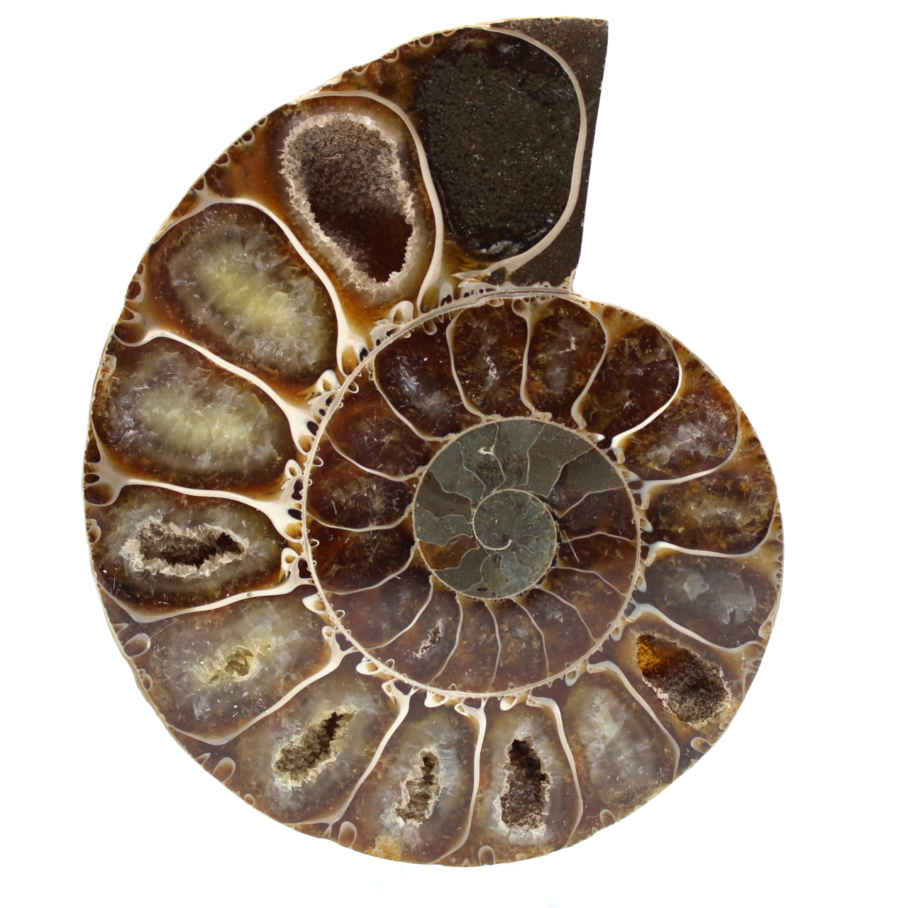 Ammonit aus madagaskar