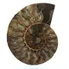 Fossiler ammonit aus madagaskar - 0