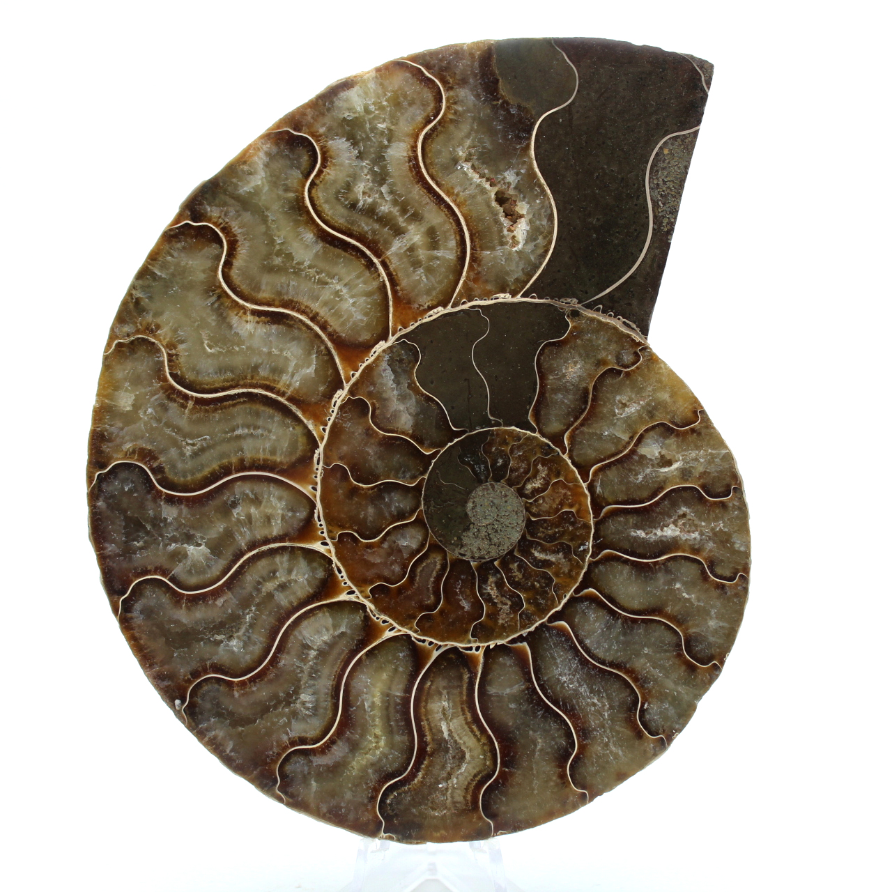 Fossiler ammonit aus madagaskar