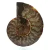 Fossiler natürlicher ammonit - 0