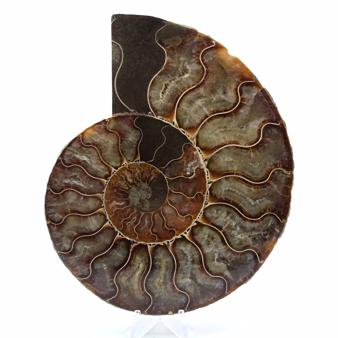 Fossiler natürlicher ammonit