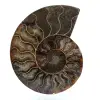 Poliertes ammonitenfossil - 0