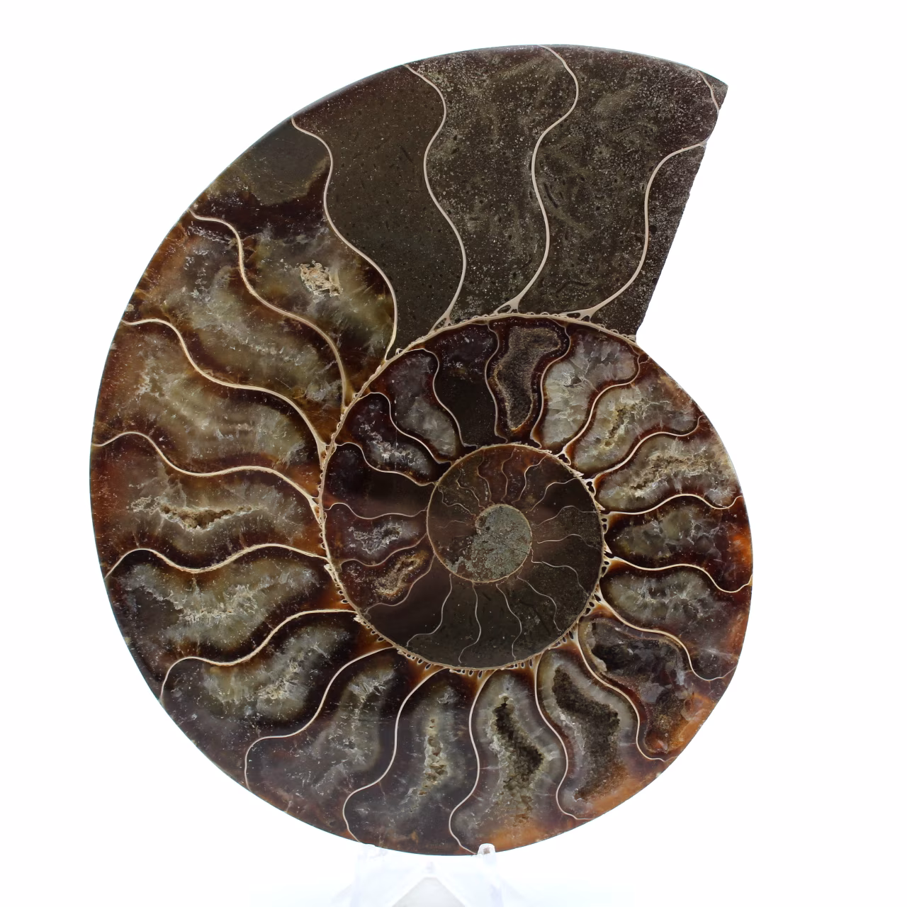 Poliertes ammonitenfossil