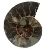 Fossiler polierter natürlicher ammonit - 0