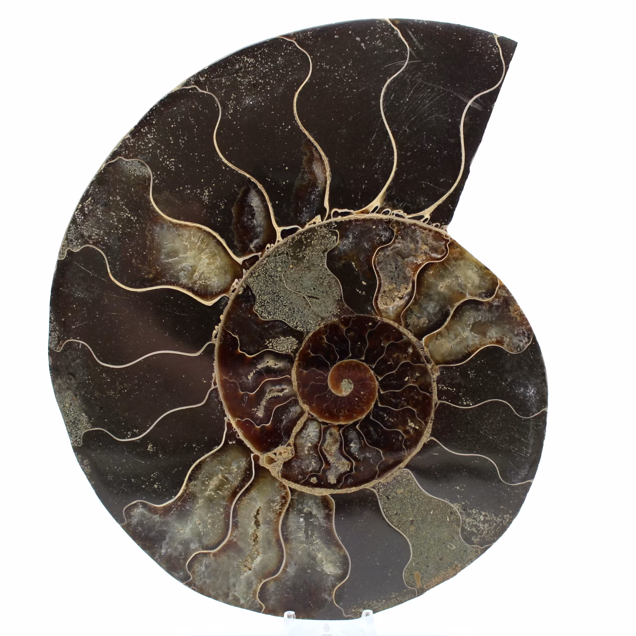 Fossiler polierter natürlicher ammonit