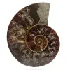 Ammonit aus madagaskar - 0