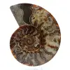 Fossiler ammonit aus madagaskar - 0