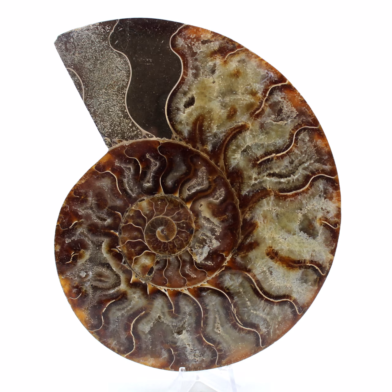 Fossiler ammonit aus madagaskar