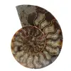 Fossiler natürlicher ammonit - 0