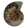 Natürlicher ammonit aus madagaskar - 0