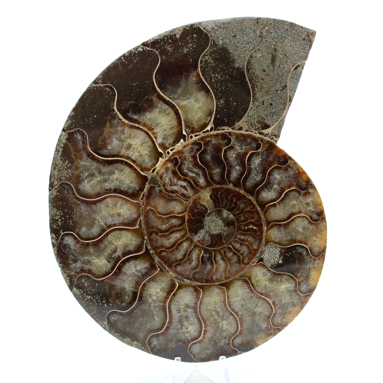 Natürlicher ammonit aus madagaskar