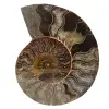 Poliertes ammonitenfossil - 0