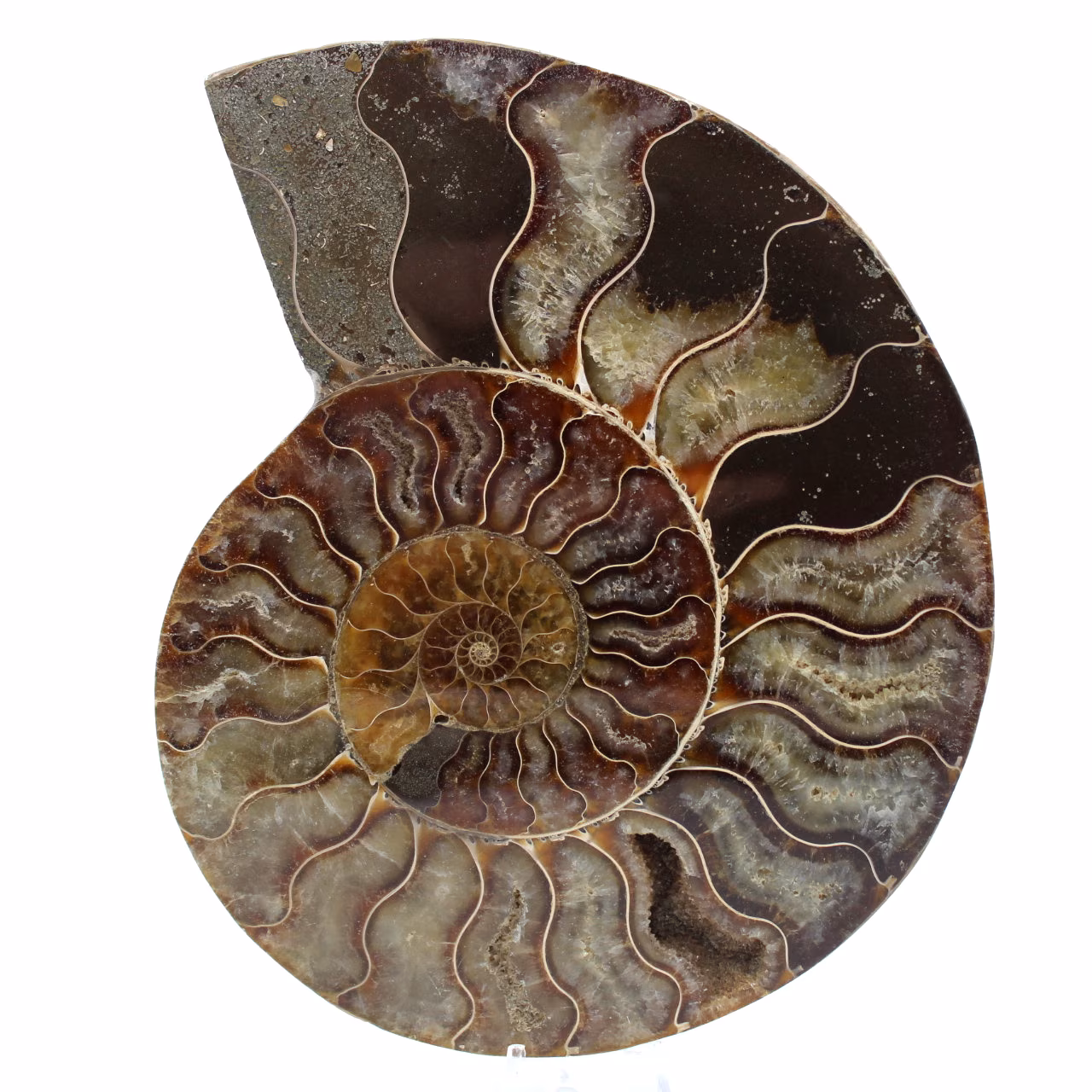 Poliertes ammonitenfossil