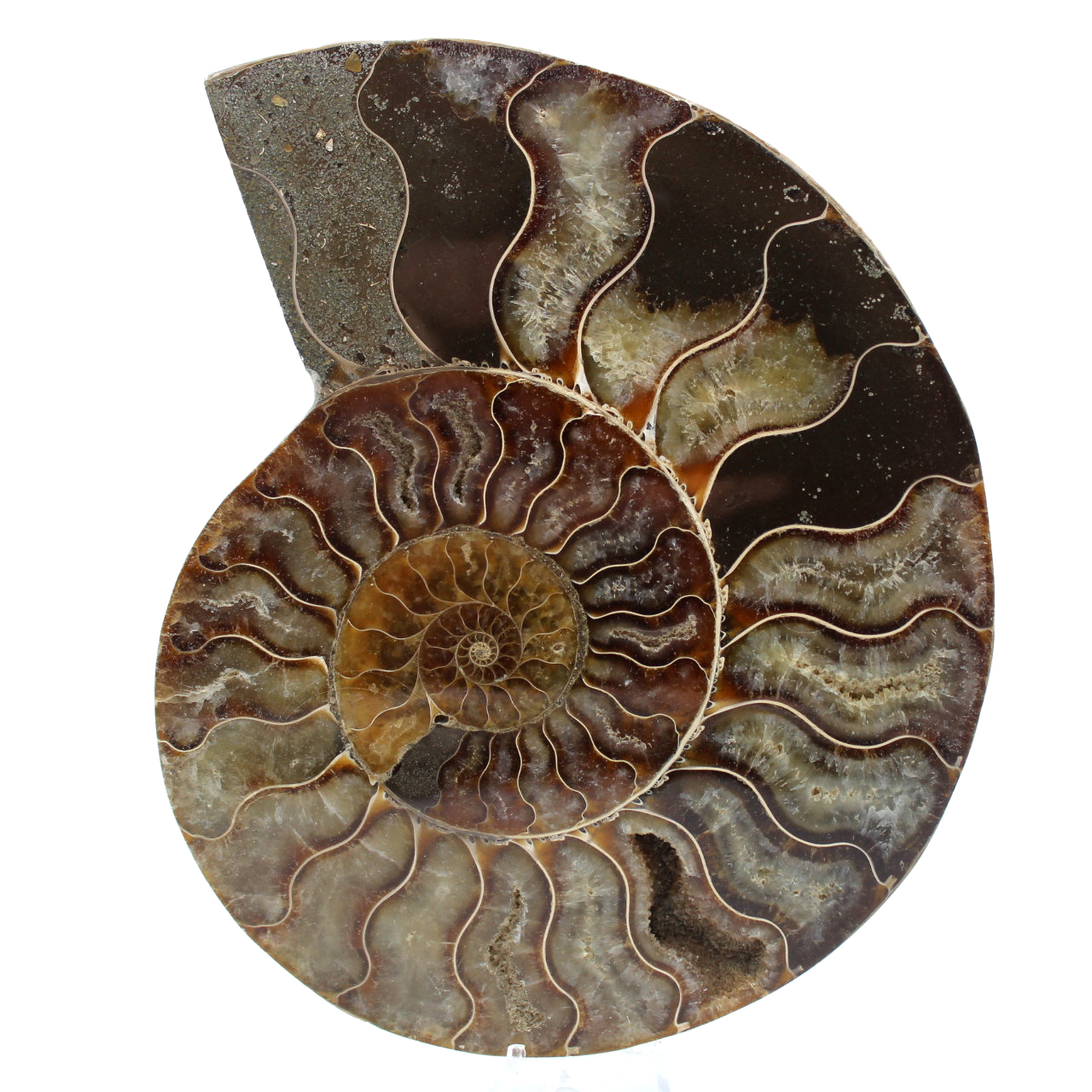 Poliertes ammonitenfossil