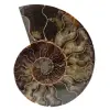 Polierter fossiler ammonit aus madagaskar - 0