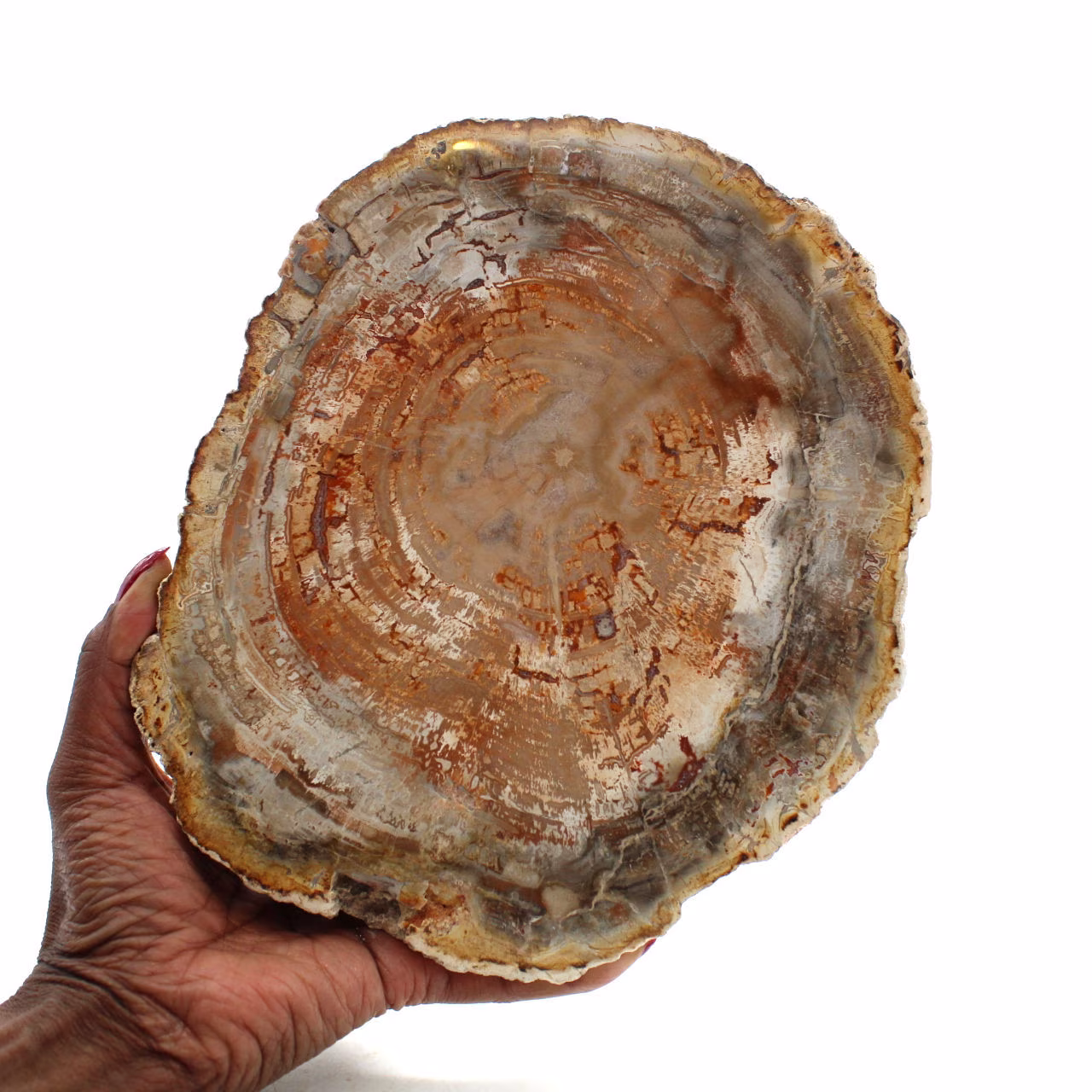 Natürliches verkieseltes holz