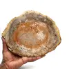 Natürliches versteinertes holz - 0