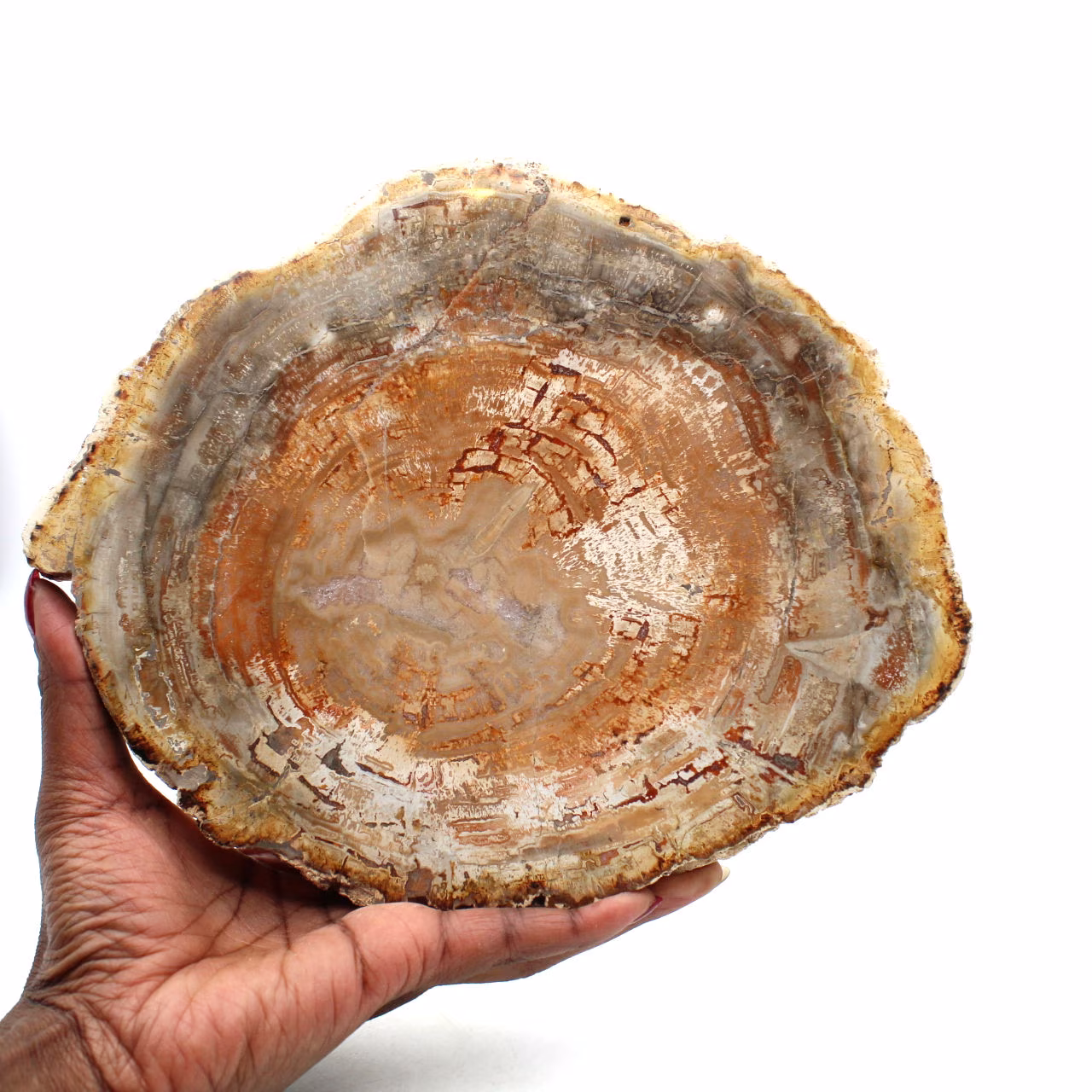 Natürliches versteinertes holz