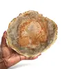 Poliertes versteinertes holz aus madagaskar - 0