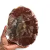 Versteinertes poliertes holz aus madagaskar - 0